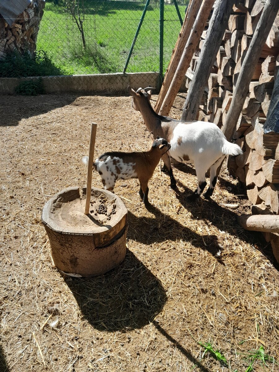 Holandský zakrslý kozlík