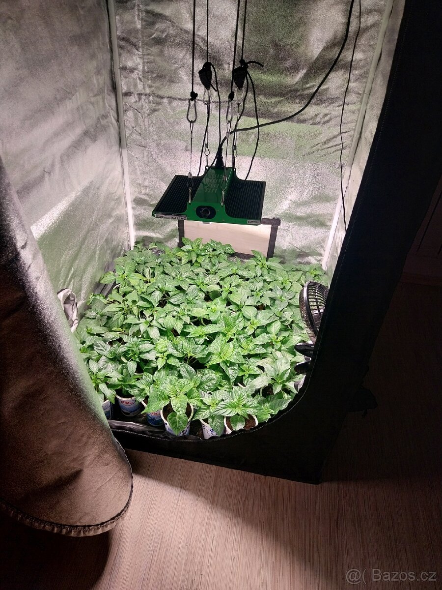 Sazenice chilli