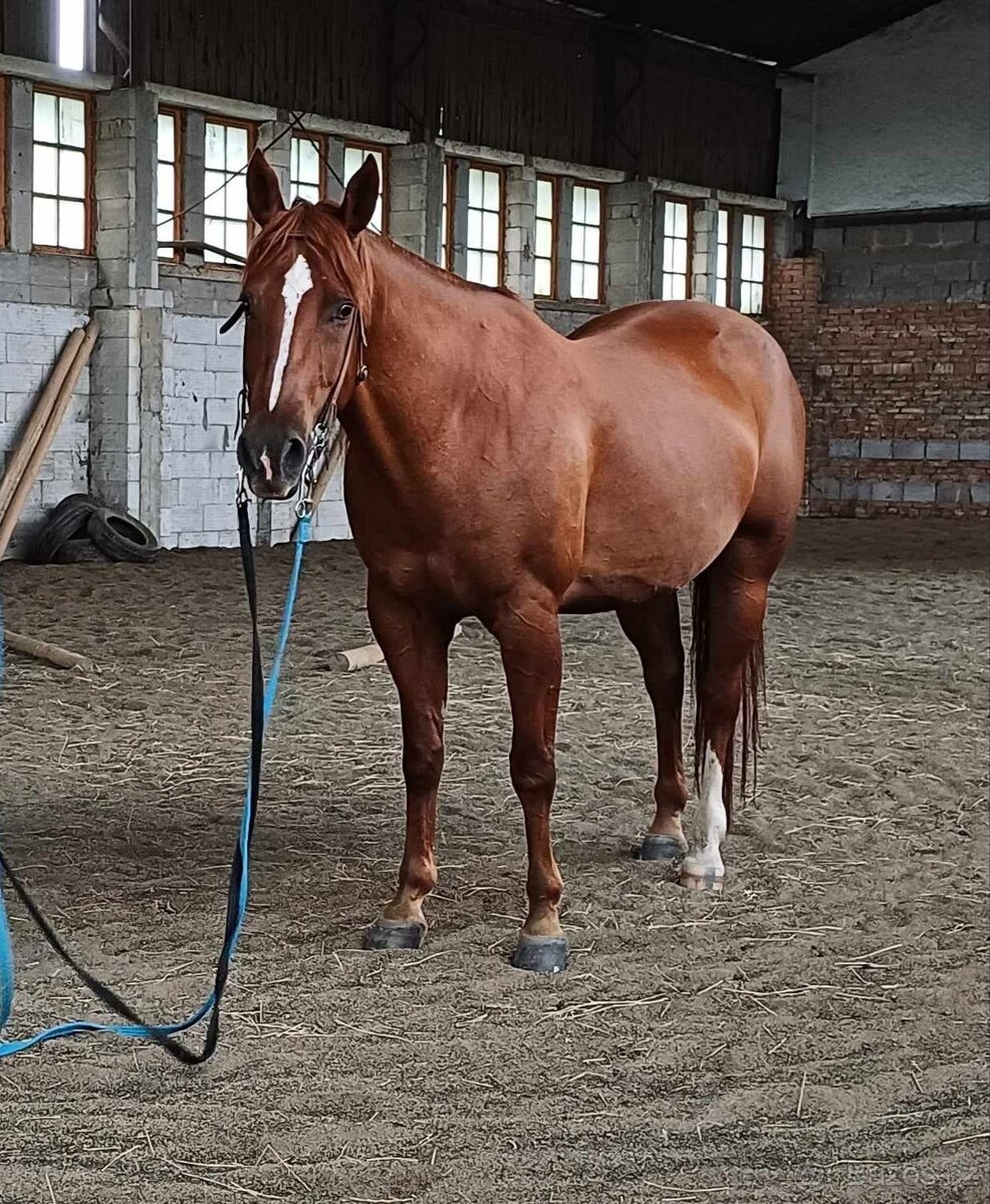 Nabízím částečný pronájem (spolujízdu) svého valacha