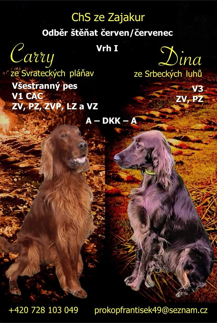 Prodám štěňata irského setra pejsky.