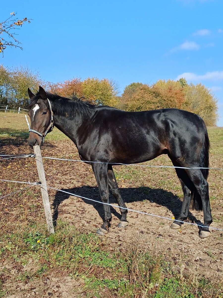 Valach A1/1