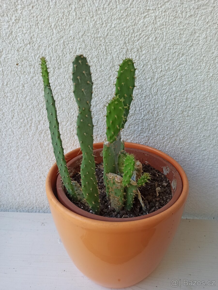 Kaktus opuncie