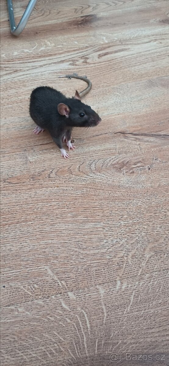 Daruji do dobrých rukou potkana domácího