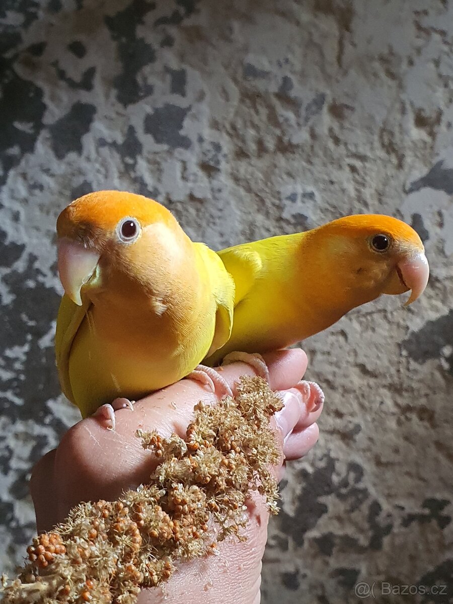 papoušek Agapornis růžovohrdlý