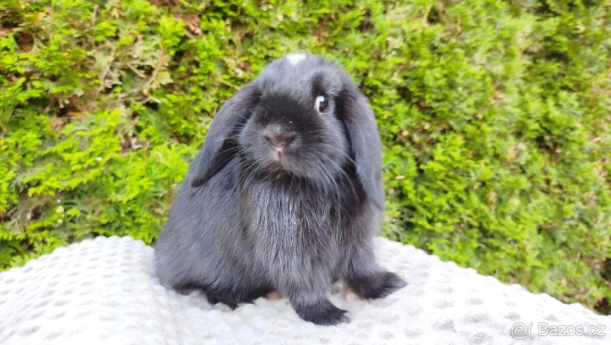 Zakrslý beránek, králíček, králík - ELLA