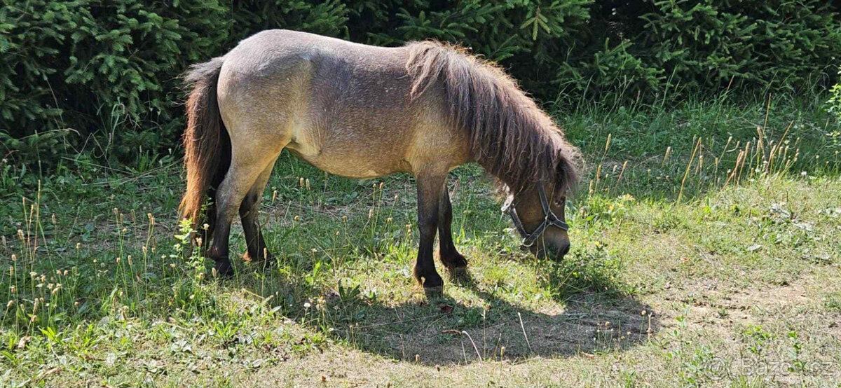 Shetland pony - klisnička s PP