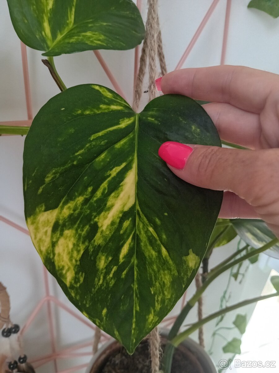 Epipremnum Aureum Gold