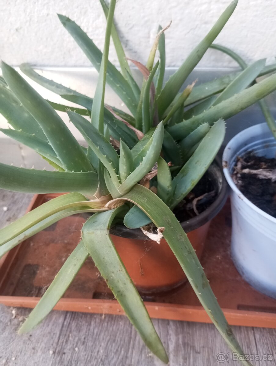 Aloe Vera