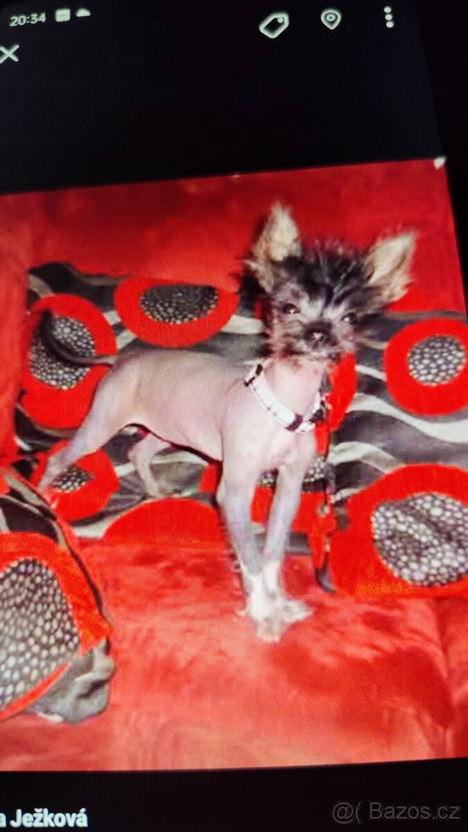 Čínský naháček koupím