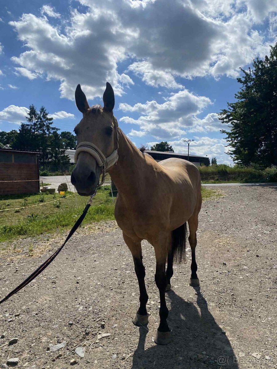 Klisna ČT - možnost výměny