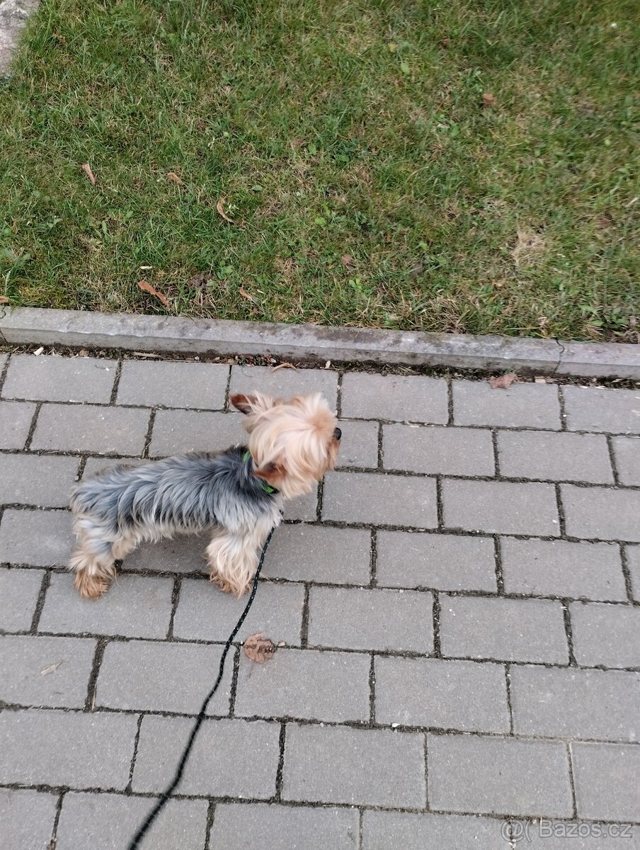 Jorkšírský teriér