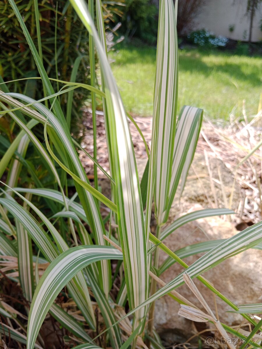Okrasné trávy - chrastice rákosovitá