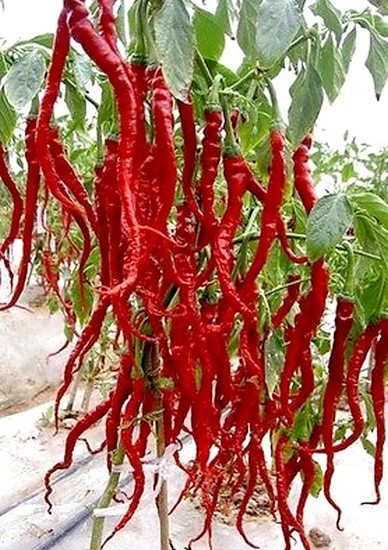 sazenice Chilli Thunder Mountain Longhorn