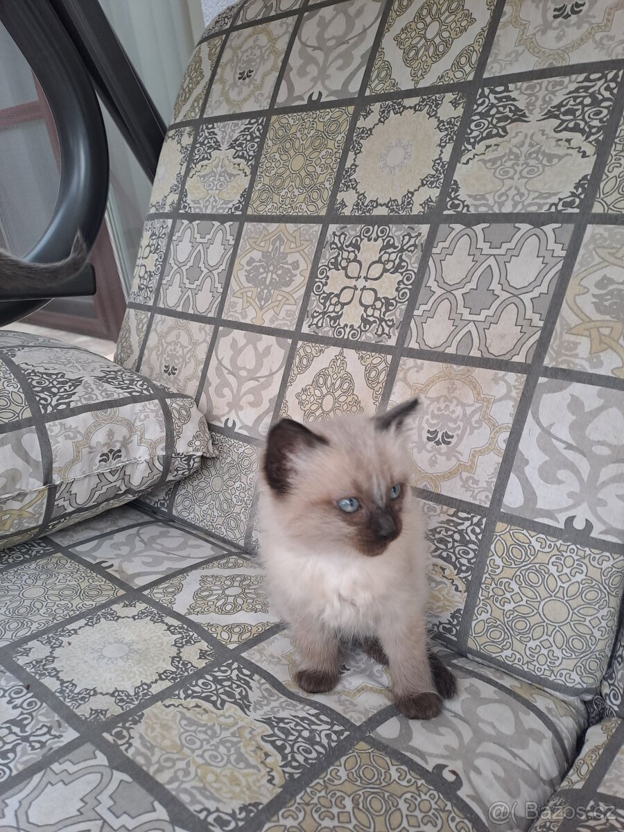 Koťátka ragdoll