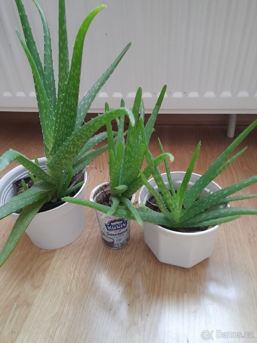 3x Aloe Vera,pokojová rostlina