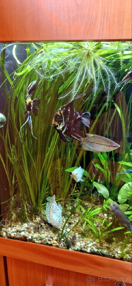 Vallisneria gigantea