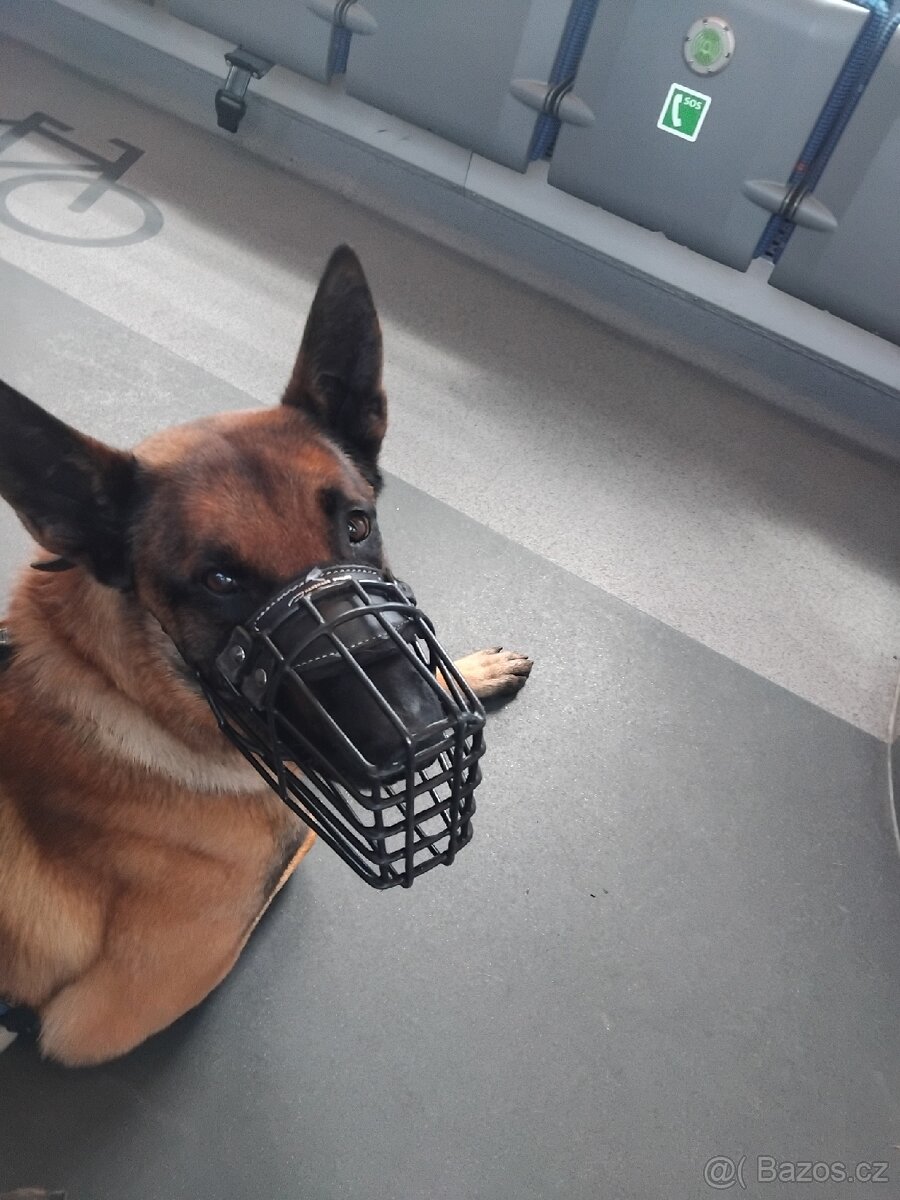 Belgický ovčák malinois