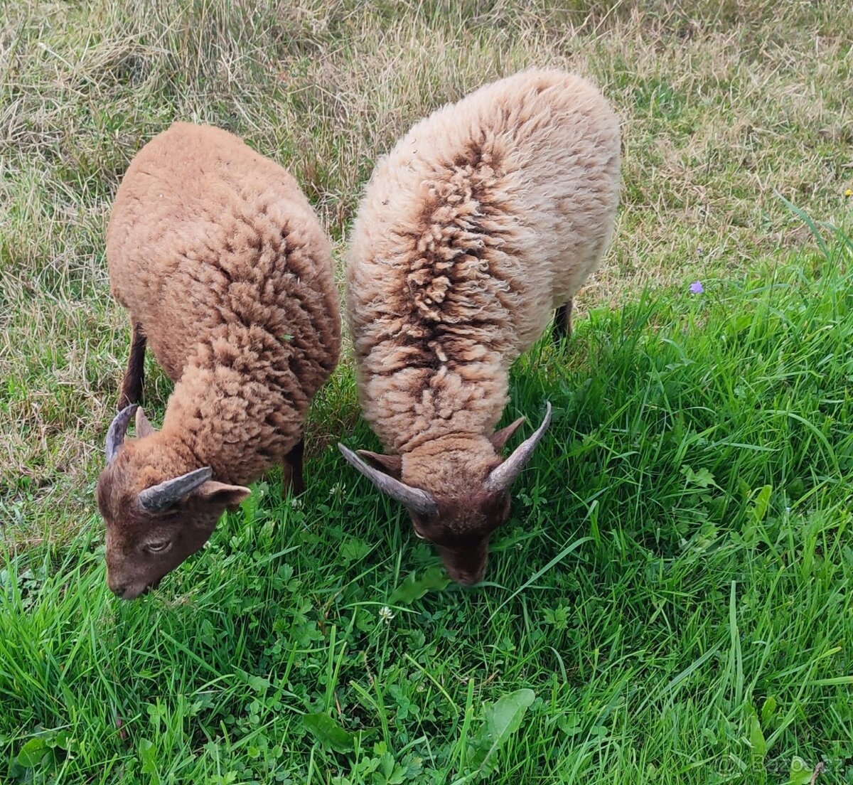 Ouessantská ovce