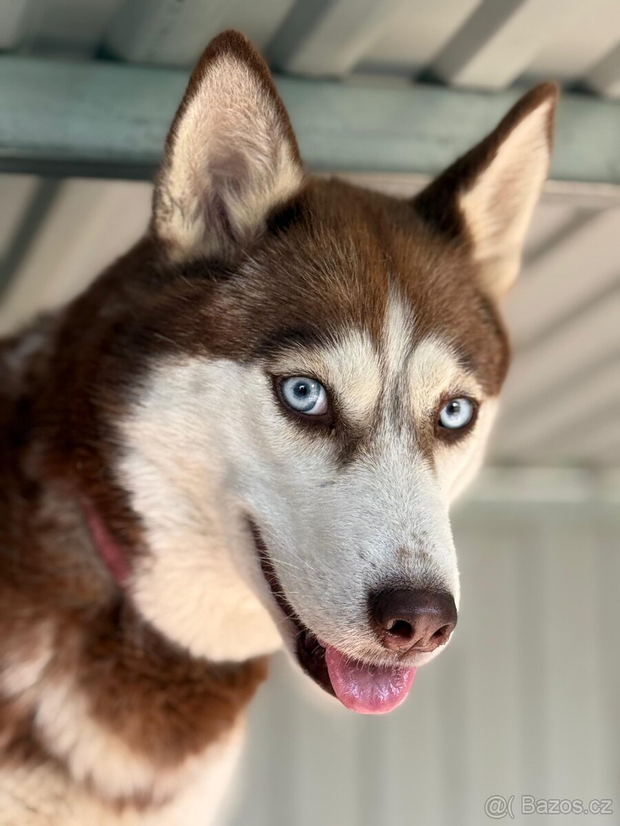 Husky štěňátka