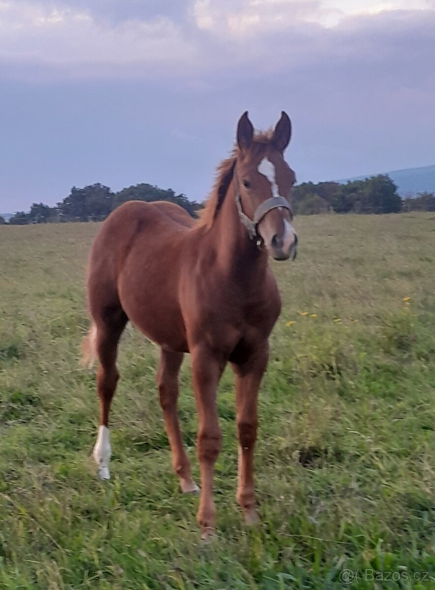 APH red roan , rančovní typ koně