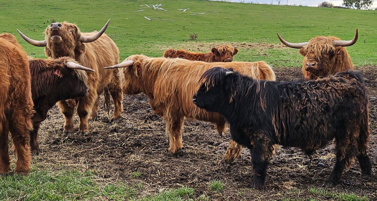 Prodám mladé býky Highland Cattle