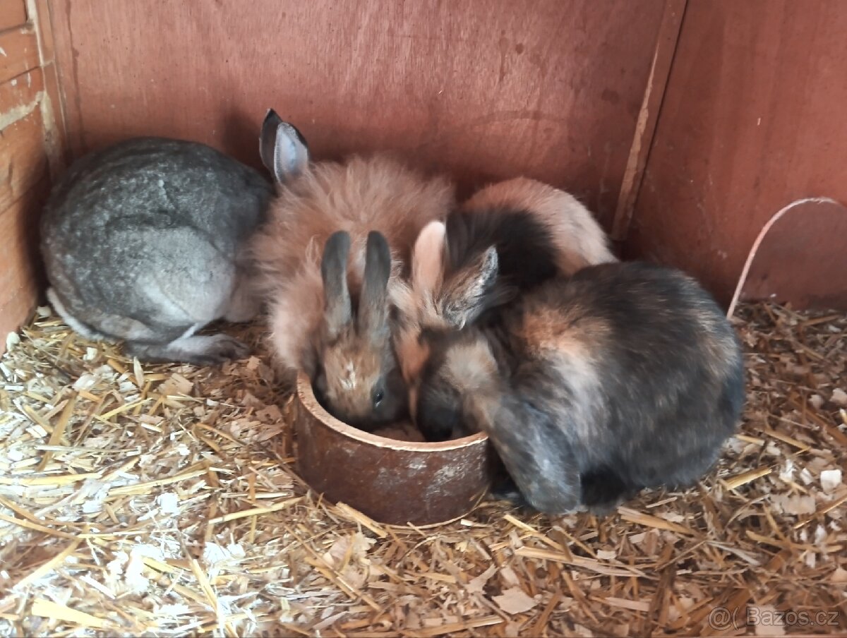 Zakrslí králíčci