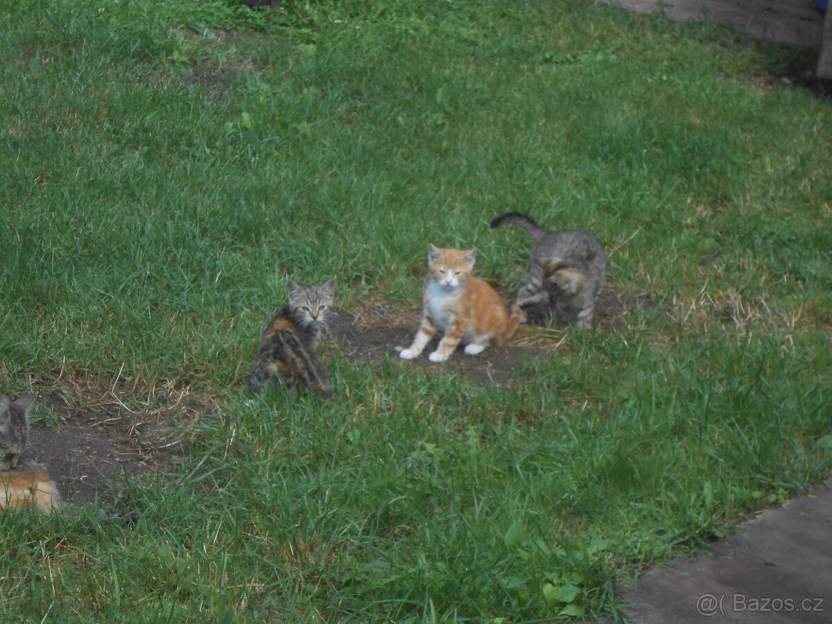 Nabízím koťata