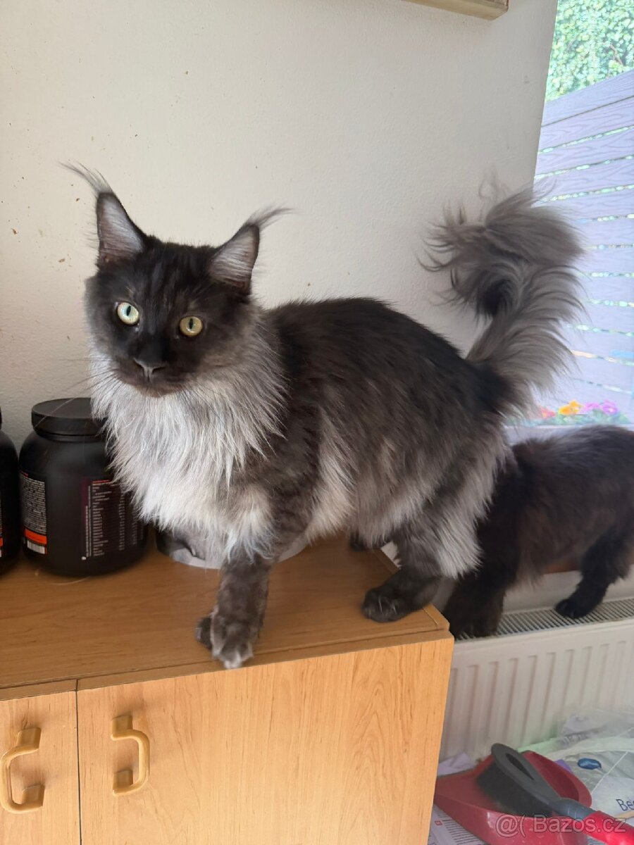 Malinský myvali-modry kouřový