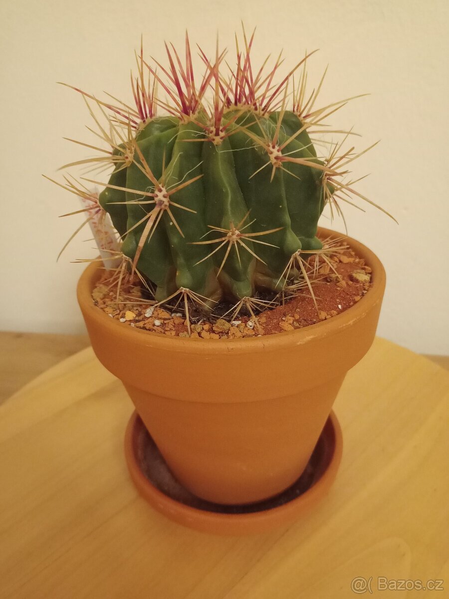 Ferocactus stainesii