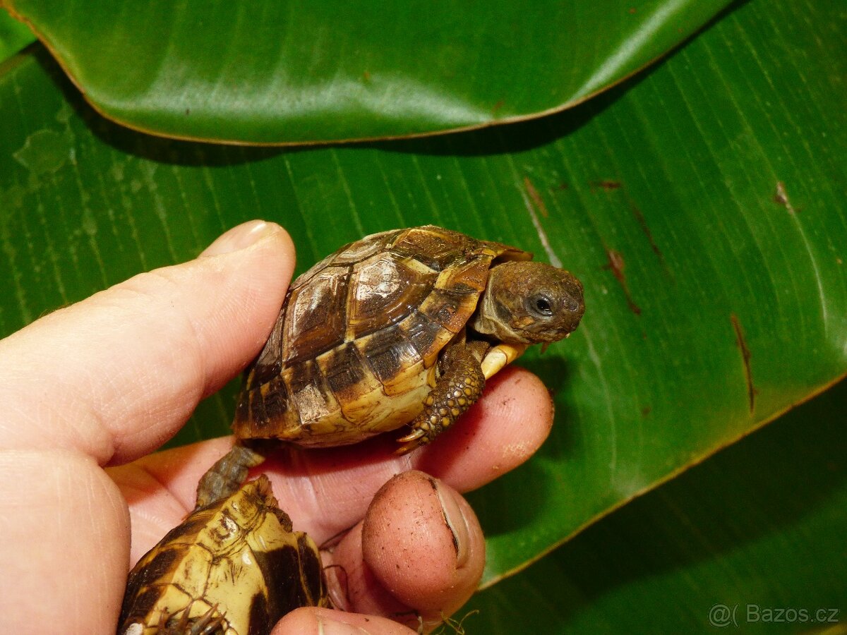 Želva zelenavá (Testudo hermanni)