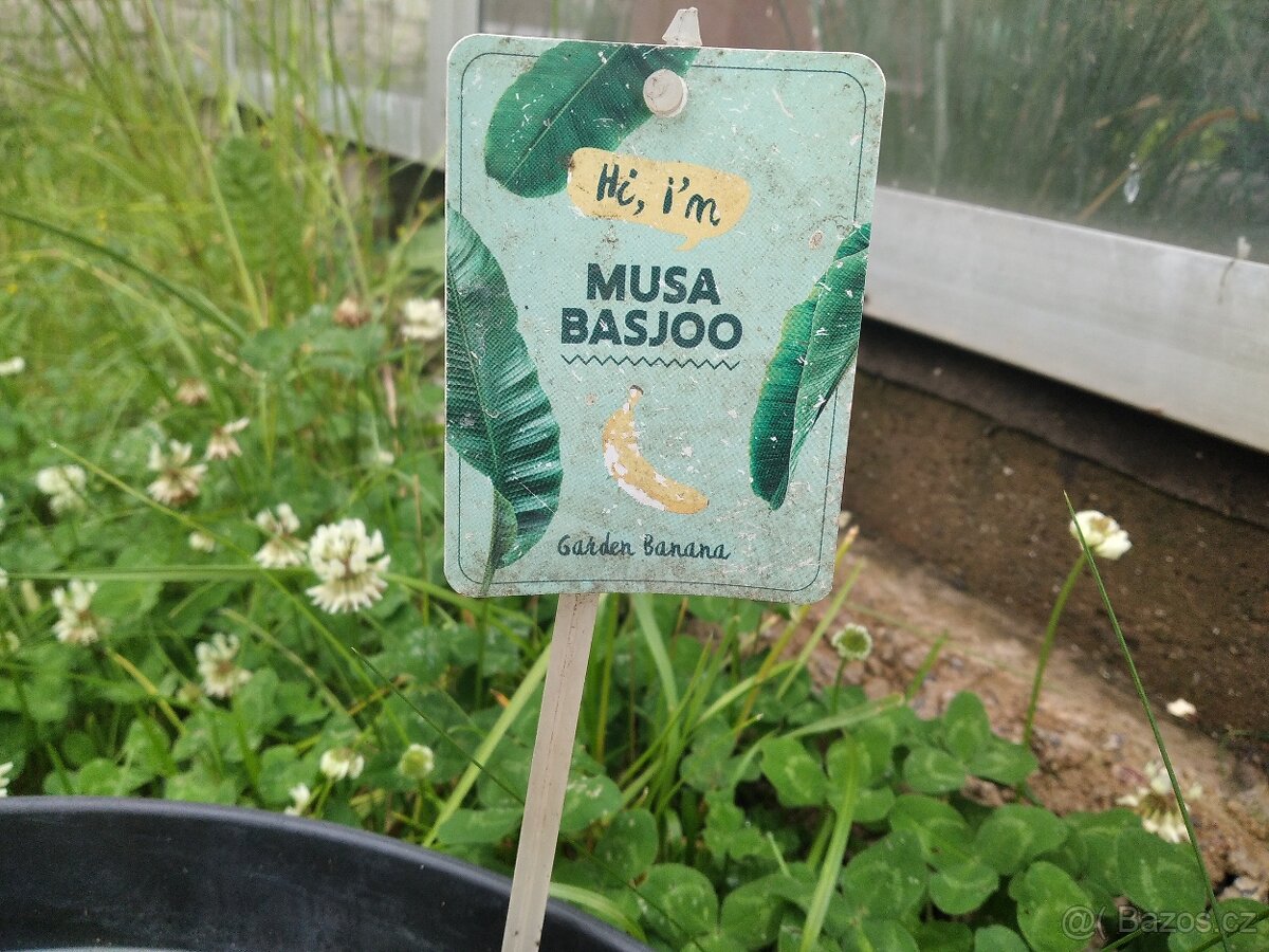 Bananovnik Musa basjoo
