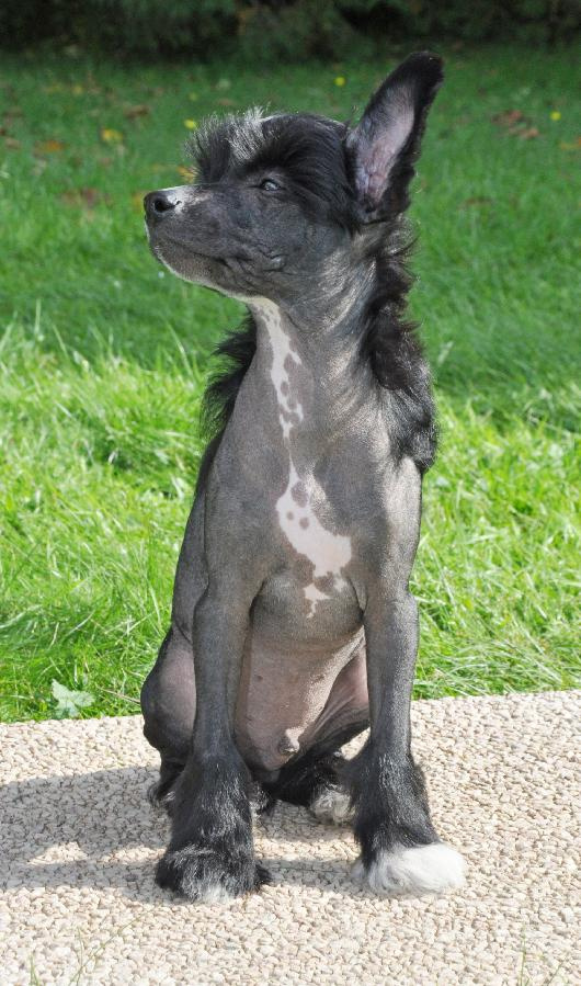 Čínský Chocholatý pes. Pejsek naháč  s PP