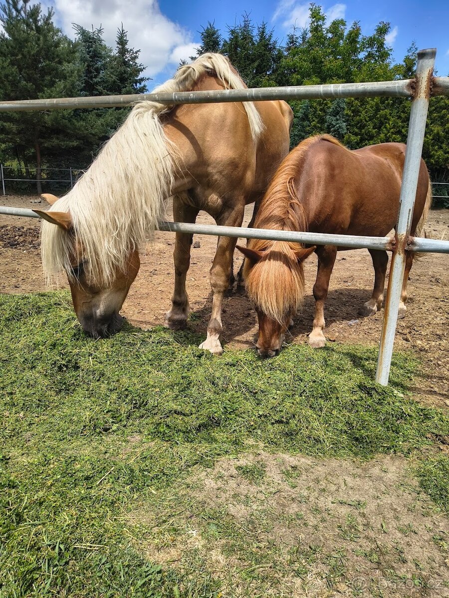 Prodám kobylku a valáška