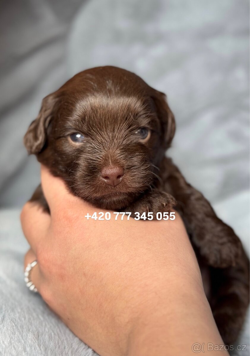 Maltipoo F1 Chocolate ‼️ 900€ / Graff
