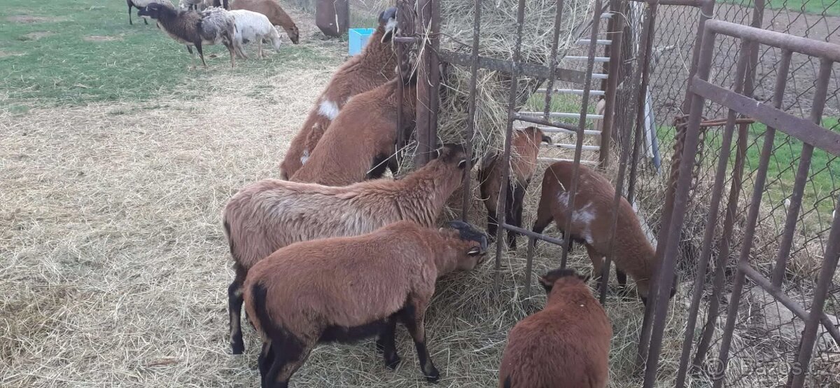 Prodám jehňata - ovce kamerunské