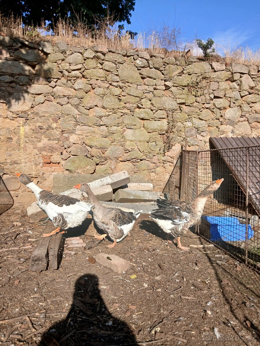 Husa landeskà