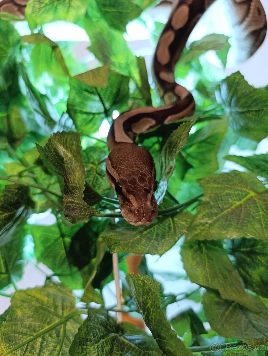 ZLEVNĚNÉ - Krajta královská (Python regius)