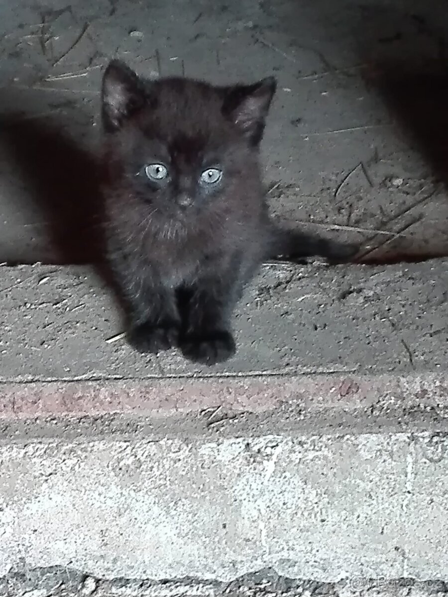 koťátka hledají nový domov