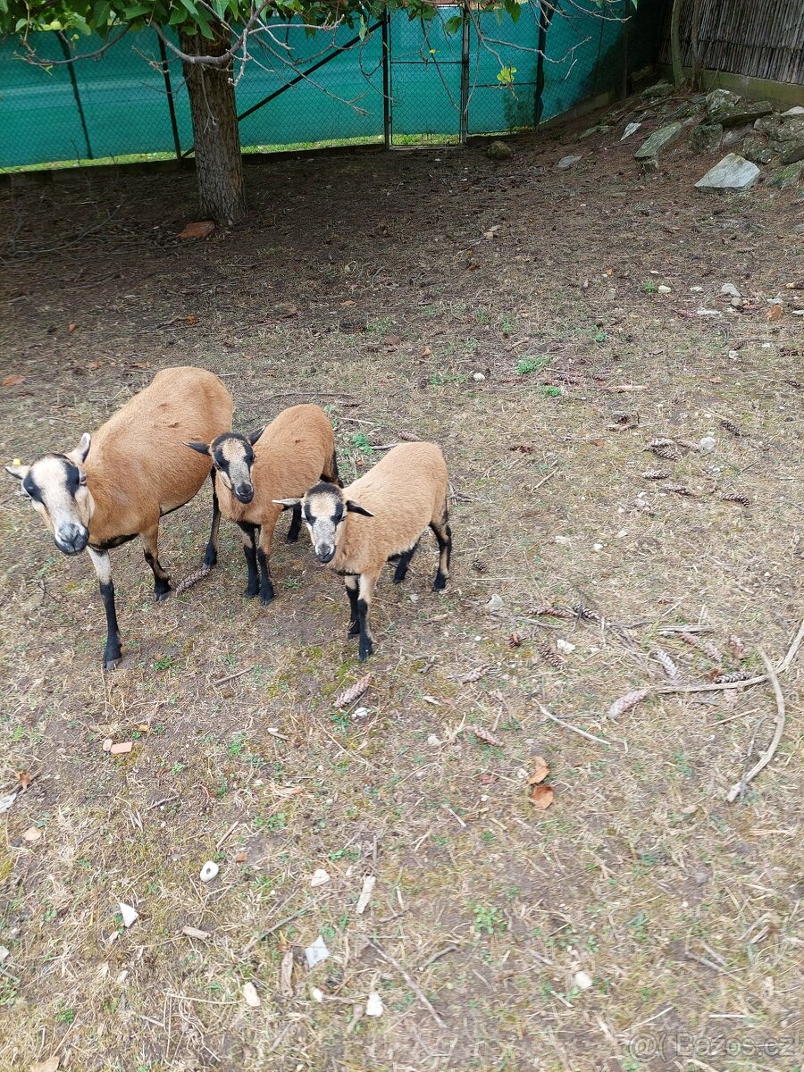ovce kamerunská