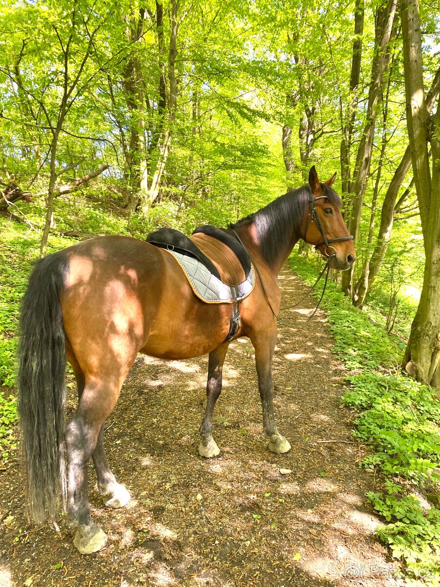 ORX Miron bezkostrové sedlo - pad