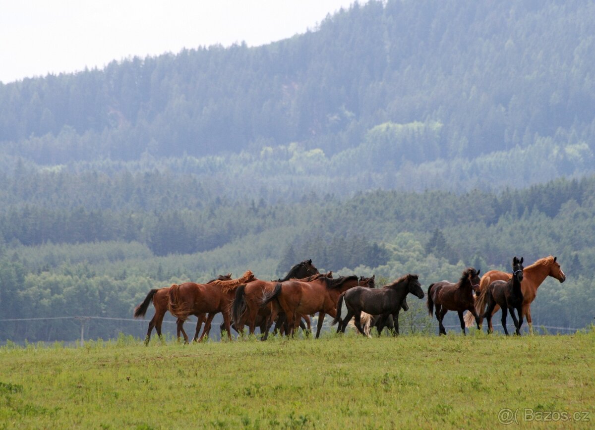 pastevní ustájení Plzeňsko