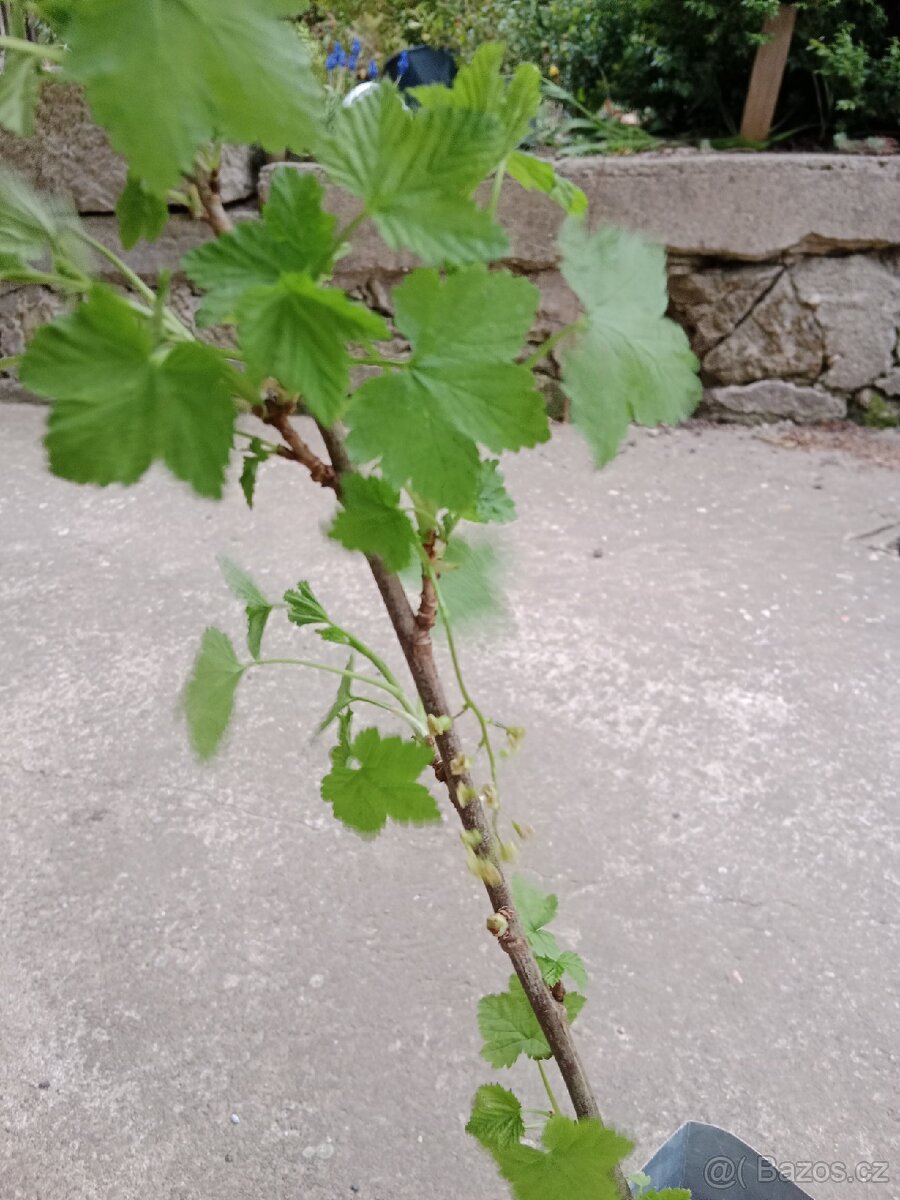 Červený rybíz