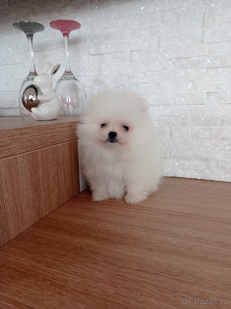Pomeranian