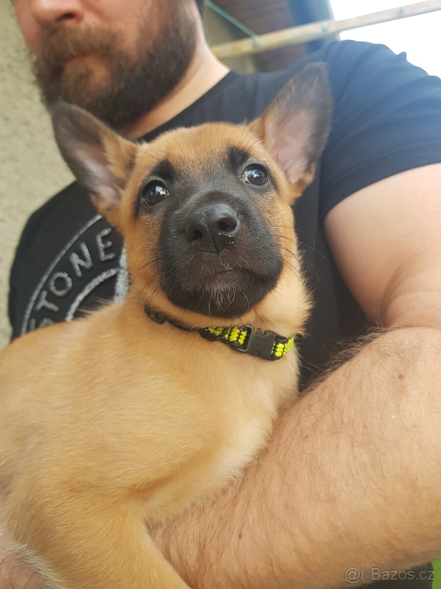 Belgický ovčák malinois