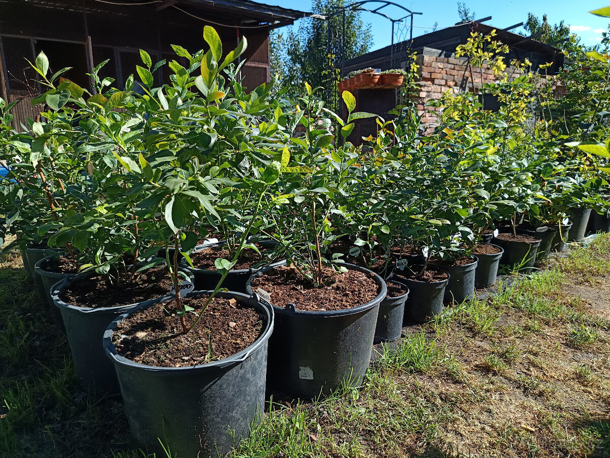 Kanadské borůvky - Herbert,Elizabeth,Bonus,Nelson