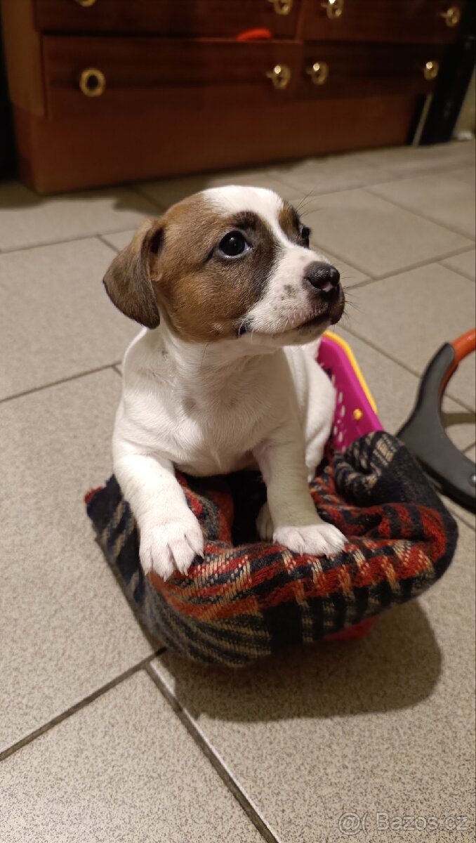 Prodám 2 fenky Jack Russell teriér bez PP