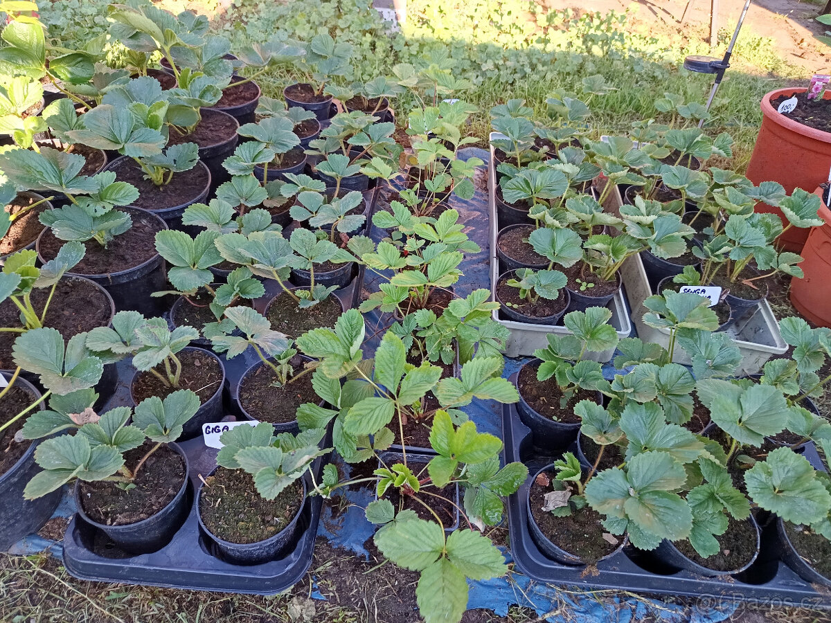 SENGA SENGANA - Jahodník