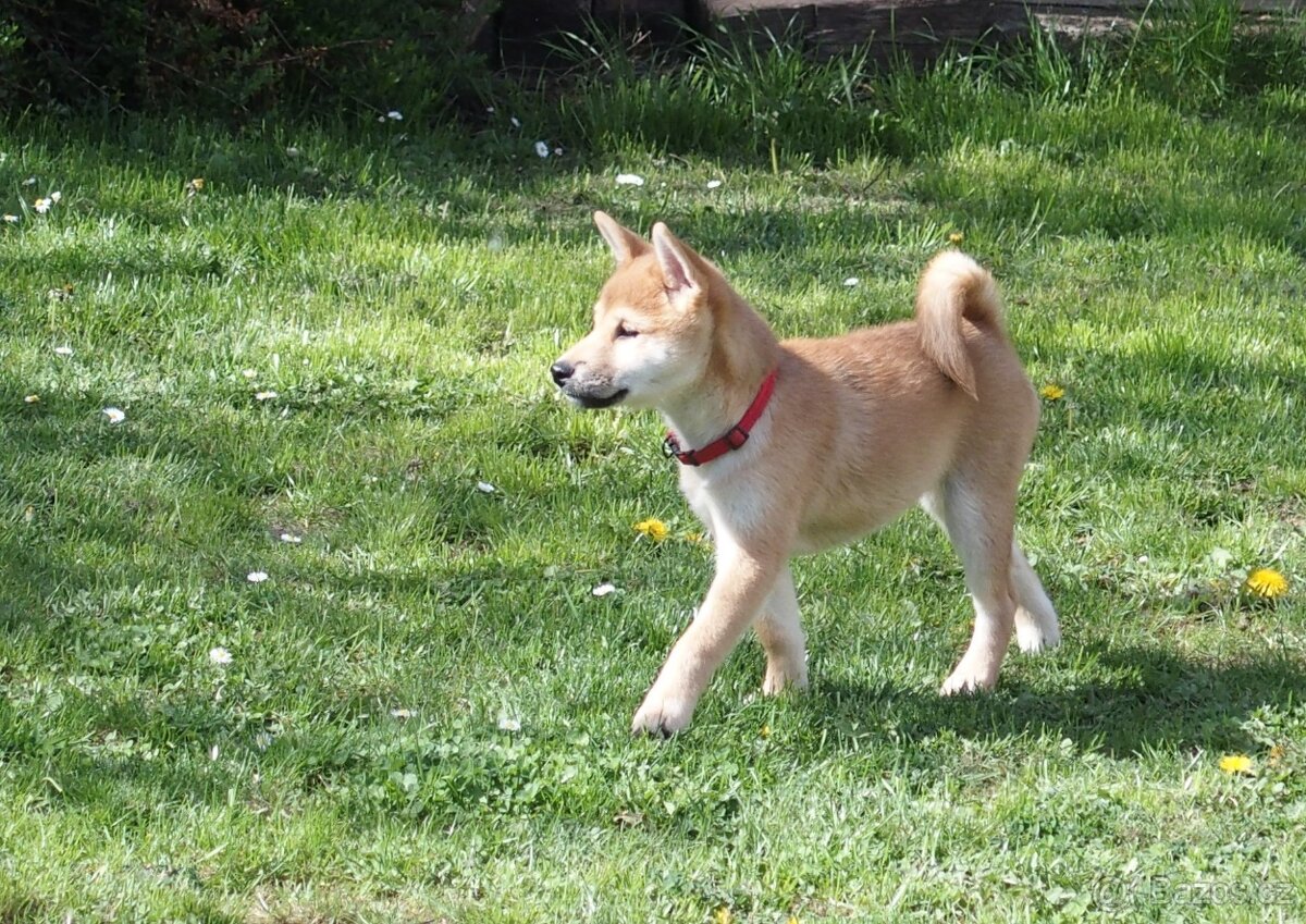 Sučka shiba inu s PP