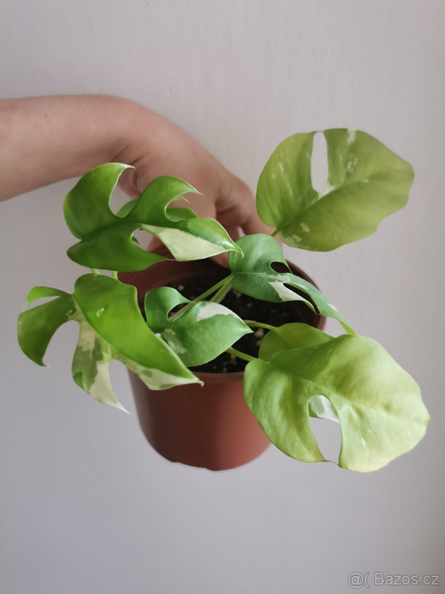 Rhaphidophora tetrasperma variegata - monstera minima var.