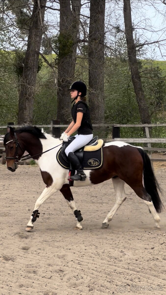 Skvělý 7mi letý pony B